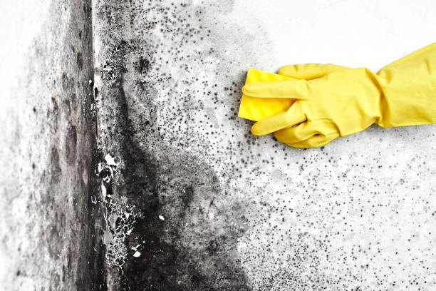 Best Insurance-Related Mold Remediation in New Providence, NJ